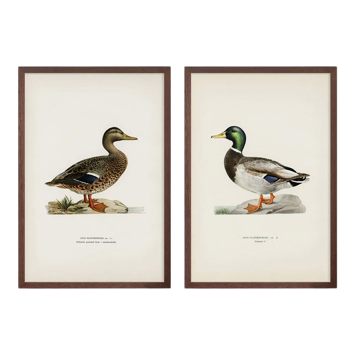 Vintage Duck Pair Prints
