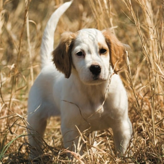 Sporting Dog and Retriever Training: The Wildrose Way