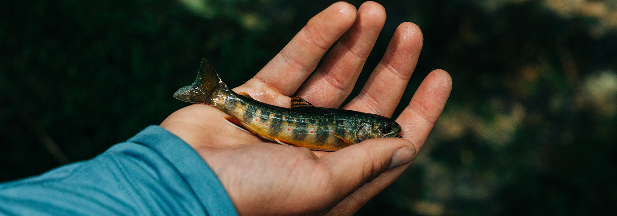 A Beginner's Guide to Fishing along the Blue Ridge