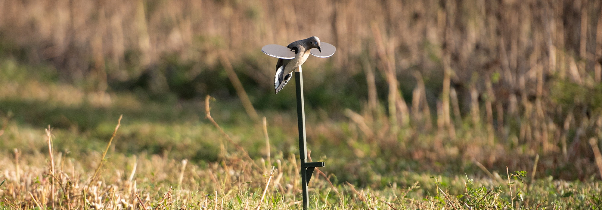Dove Szn: Essentials To Make Your Next Dove Hunt a Blast
