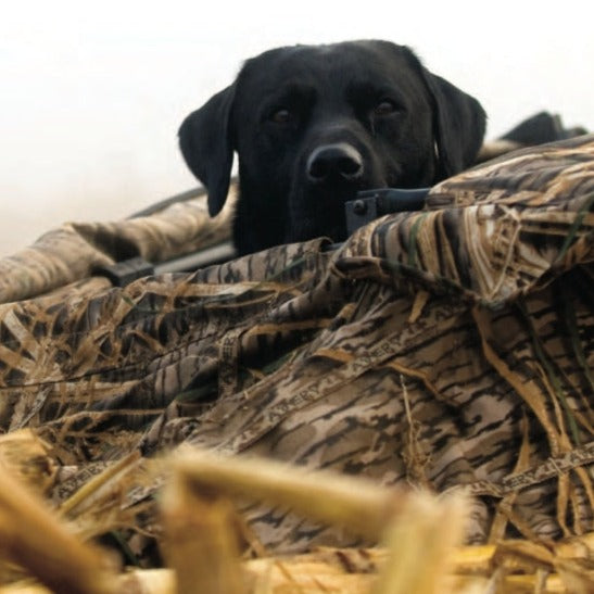 Sporting Dog and Retriever Training: The Wildrose Way