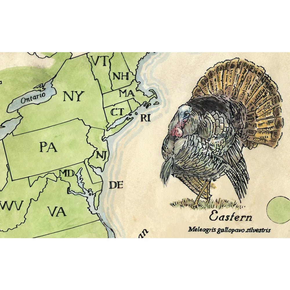 Wild Turkeys of North America Map